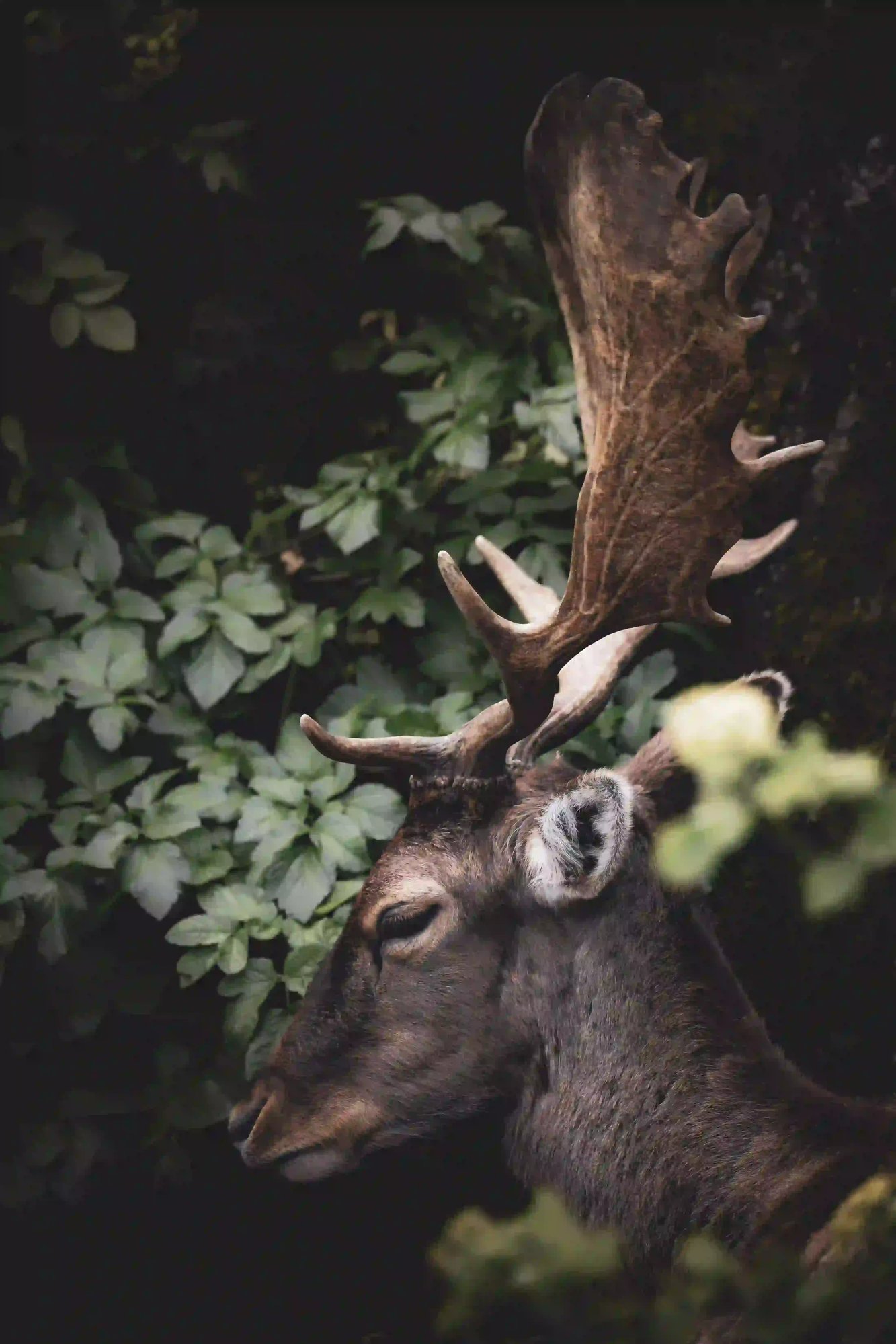 traumatized deer traumatized deer