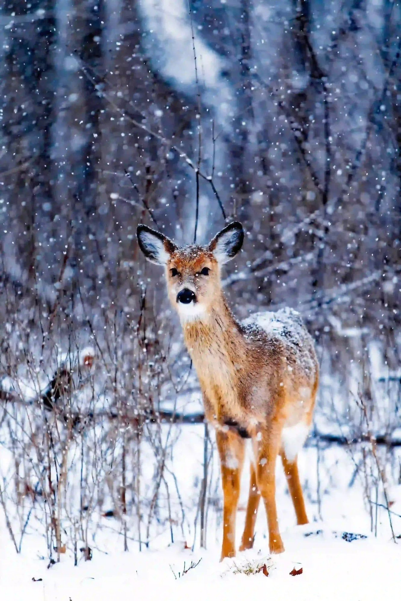 traumatized deer1 traumatized deer1